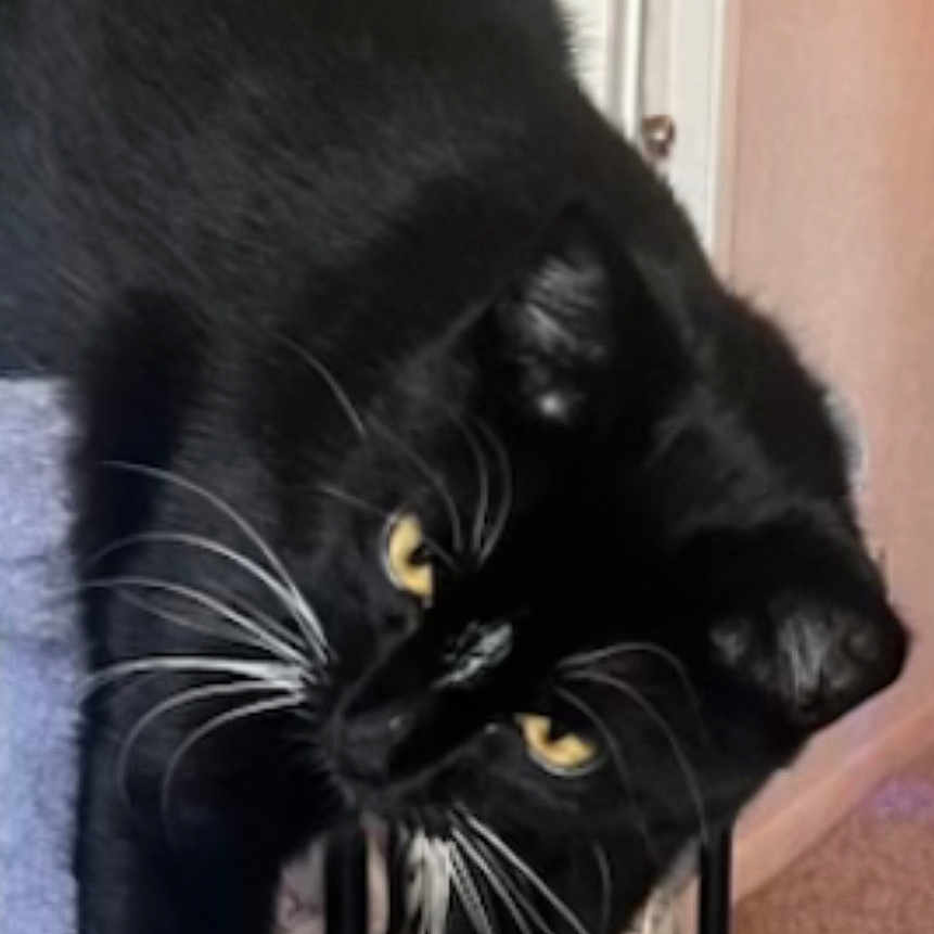 Oreo is registered to the contest to win money with this photo: animal, black_cat, carpet, cat, cat_tree, climbing, closeup, cute, domestic_cat, door, fur, furniture, household, indoor, pet, relaxed, stretching, whiskers, white_paws, yellow_eyes