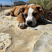 Lil John joined the competition — help win amazing prizes! animal, brown, calm, closeup, daytime, dog, grass, house, nature, outdoor, pet, puppy, relaxing, resting, sky, sleeping, stone_path, sunny, white, young_dog