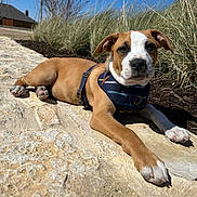 Little John joined the competition — help win amazing prizes! animal, blue_sky, canine, closeup, daytime, dog, ears, grass, harness, muzzle, nature, outdoor, paws, pet, puppy, relaxing, resting, stone_path, sunlight, young_dog