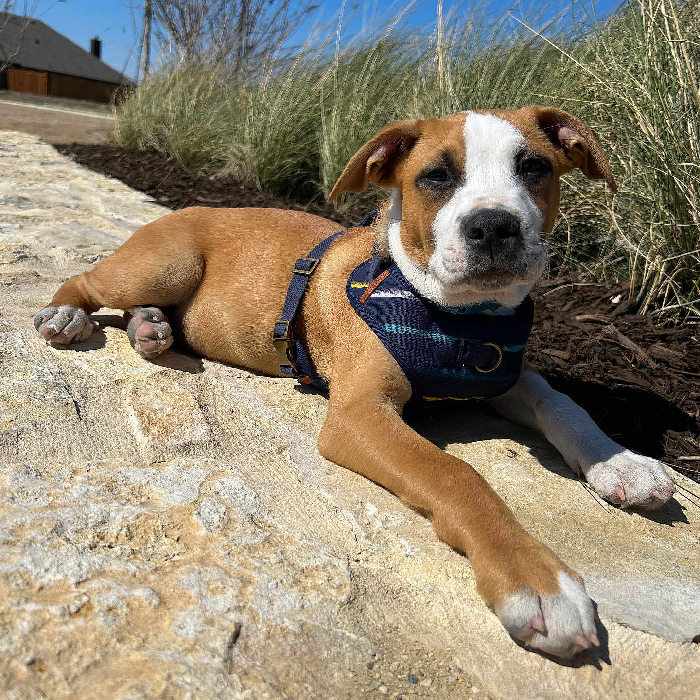 Little John joined the competition — help win amazing prizes! animal, blue_sky, canine, closeup, daytime, dog, ears, grass, harness, muzzle, nature, outdoor, paws, pet, puppy, relaxing, resting, stone_path, sunlight, young_dog