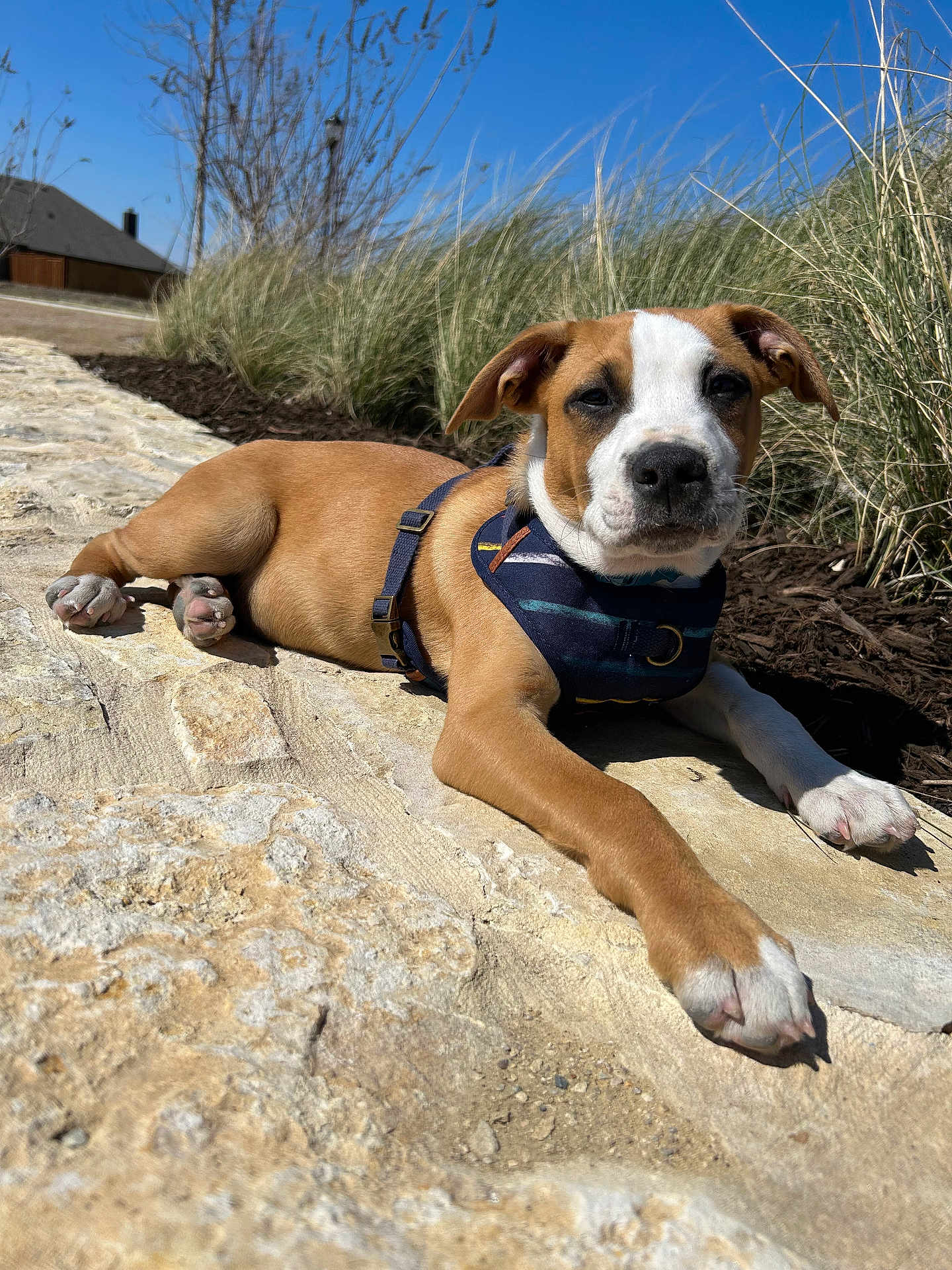 Little John joined the competition — help win amazing prizes! animal, blue_sky, canine, closeup, daytime, dog, ears, grass, harness, muzzle, nature, outdoor, paws, pet, puppy, relaxing, resting, stone_path, sunlight, young_dog
