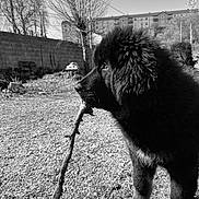 Vera a rejoint le concours — aidez-le/la à gagner de superbes lots ! dog, black_dog, stick, outdoor, garden, tree, grass, fur, pet, animal, nature, daylight, building, sky, yard, playful, canine, closeup, side_view, monochrome