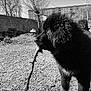 dog, black_dog, stick, outdoor, garden, tree, grass, fur, pet, animal, nature, daylight, building, sky, yard, playful, canine, closeup, side_view, monochrome