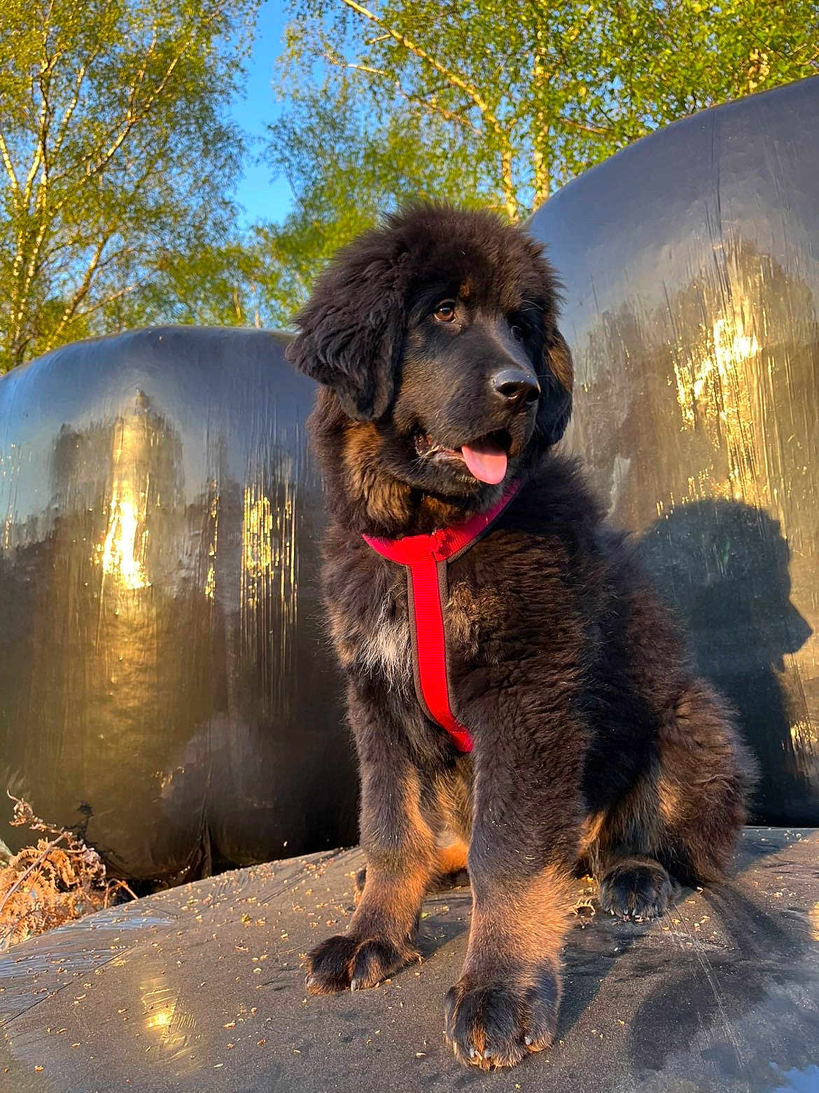 Vera a rejoint le concours — aidez-le/la à gagner de superbes lots ! puppy, dog, red_harness, outdoor, sunlight, trees, black_fur, tan_fur, playful, tongue_out, nature, reflection, animal, young_dog, fur, pet, cute, sitting, daylight, shadow