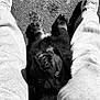 Vera participe au concours pour gagner de l'argent avec cette photo : dog, black_dog, puppy, pavement, shoes, sneakers, sweatpants, legs, outdoor, pet, animal, cute, looking_up, black_and_white, close_up, daylight, texture, canine, playful, casual