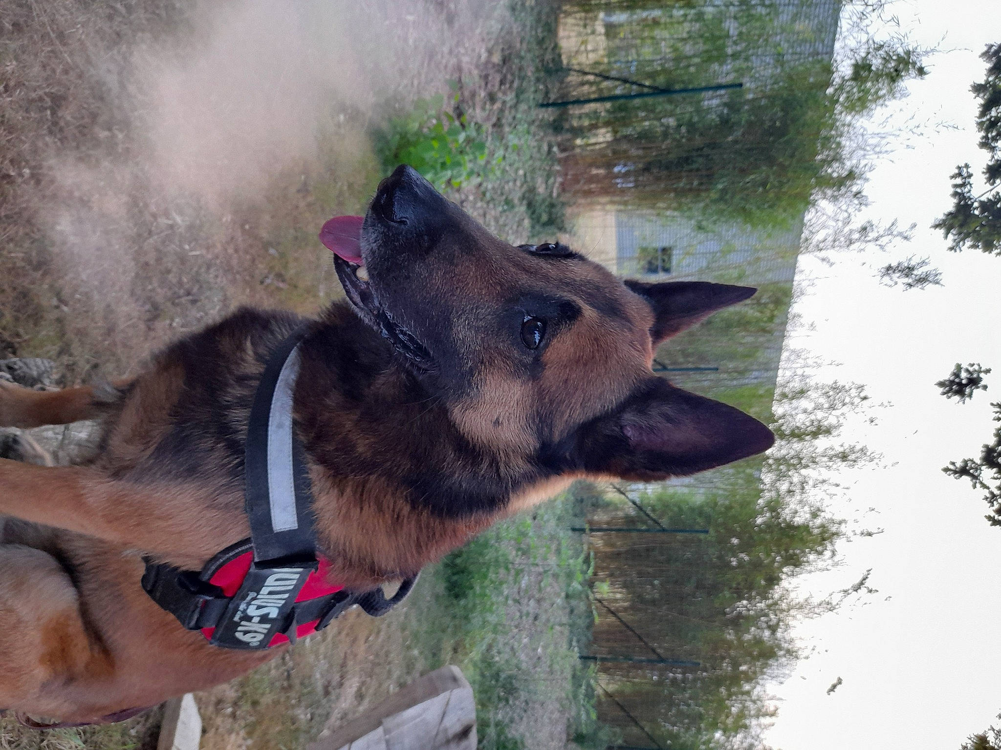 Marley a rejoint le concours — aidez-le/la à gagner de superbes lots ! canidae, carnivore, collar, dog, dog_breed, dog_collar, dog_supply, east_european_shepherd, fawn, fur, german_shepherd_dog, king_shepherd, old_german_shepherd_dog, pet_supply, snout, sporting_group, tail, tree, working_animal, working_dog