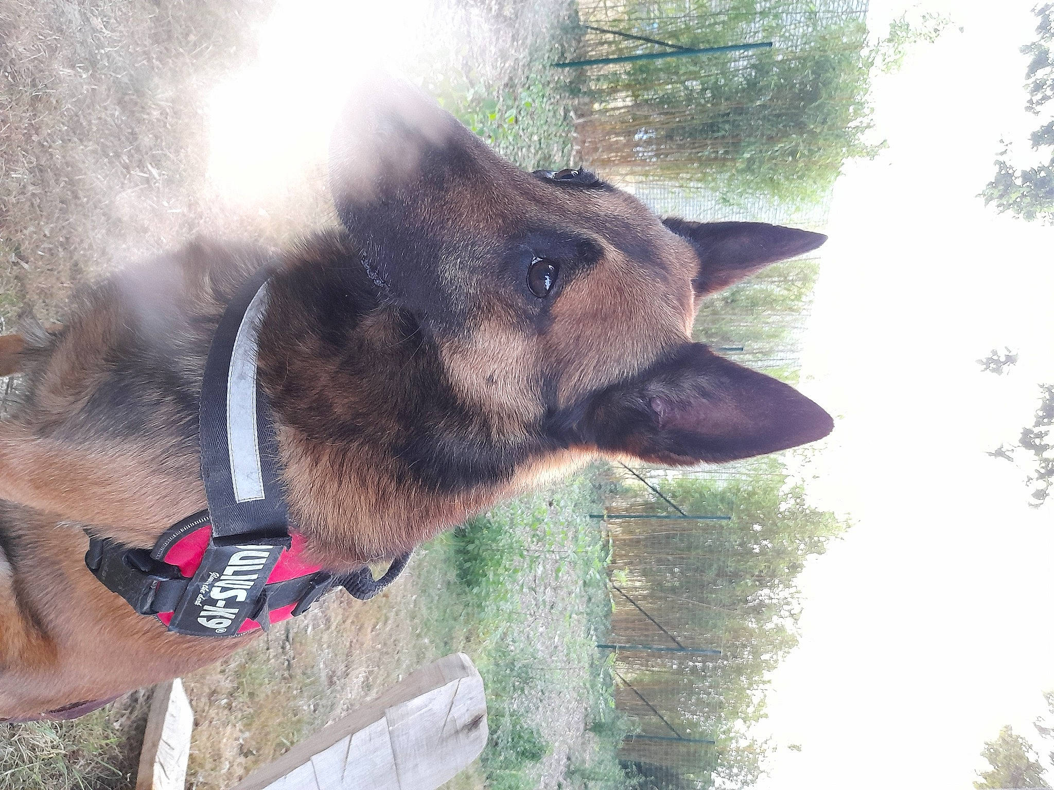 Marley a rejoint le concours — aidez-le/la à gagner de superbes lots ! canidae, carnivore, collar, dog_breed, dog_collar, fawn, fur, german_shepherd_dog, liver, old_german_shepherd_dog, pack_animal, pet_supply, sky, sporting_group, symbol, tail, terrestrial_animal, tree, wildlife, working_animal