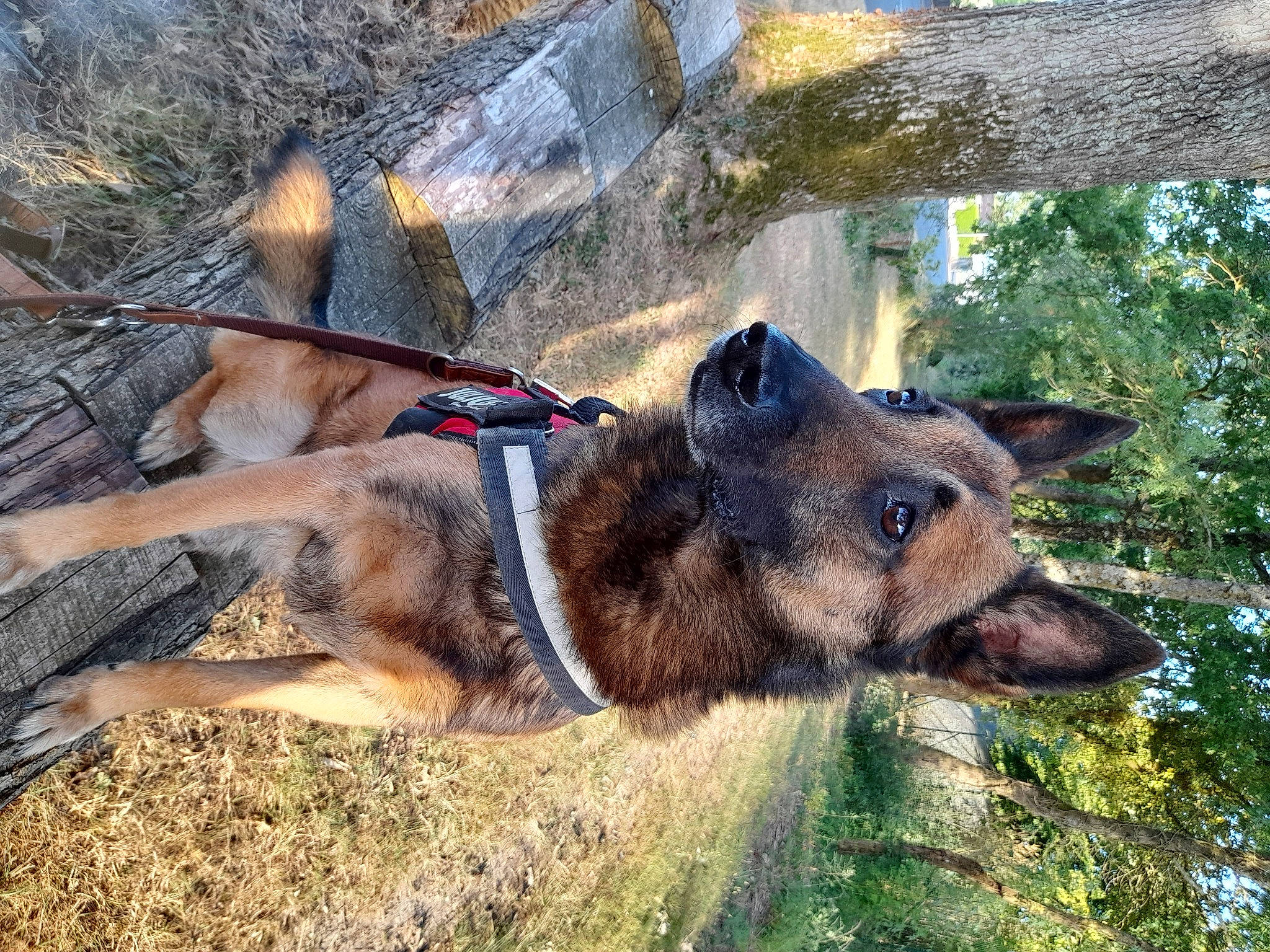 Marley a rejoint le concours — aidez-le/la à gagner de superbes lots ! canidae, canis, carnivore, dog, dog_breed, dog_hiking, east_european_shepherd, fur, german_shepherd_dog, king_shepherd, old_german_shepherd_dog, plant, sporting_group, terrestrial_animal, tree, working_animal, working_dog