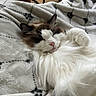 Figaro Marie is registered to the contest to win money with this photo: cat, fluffy, sleeping, blanket, cozy, indoor, pet, white, brown, soft, resting, cute, animal, fur, relaxed, comfort, nap, closeup, domestic_cat, paw