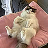 Figaro Marie is registered to the contest to win money with this photo: cat, fluffy, relaxed, pink_blanket, couch, indoor, pet, furry, tail, paws, resting, sleepy, cozy, fur, whiskers, animal, domestic, home, comfort, cute