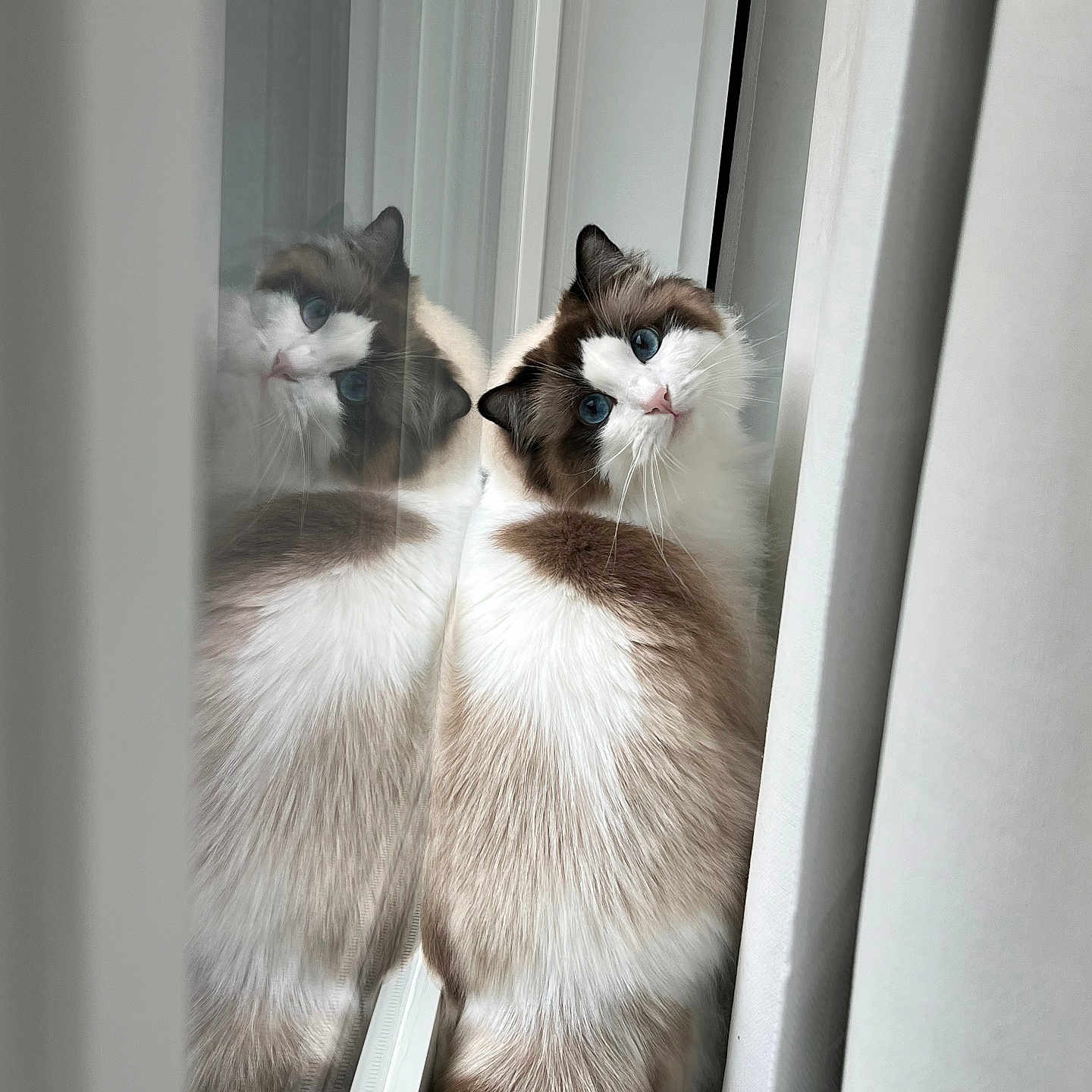 Figaro Marie is registered to the contest to win money with this photo: cat, reflection, window, blue_eyes, fluffy, curious, indoor, pet, feline, soft_fur, tilted_head, closeup, domestic_animal, whiskers, looking, calm, natural_light, portrait, cute, cozy