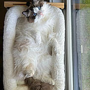 Figaro Marie joined the competition — help win amazing prizes! cat, fluffy, blue_eyes, pet_bed, window, indoor, cozy, relaxed, curious, white_fur, brown_fur, long_hair, animal, domestic_cat, feline, resting, soft_texture, natural_light, cute, looking_up