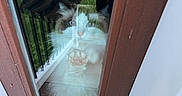Figaro Marie is registered to the contest to win money with this photo: cat, glass_door, reflection, paw, indoor, outdoor, hand, shopping_bag, greenery, wooden_door_frame, curious, fluffy, pet, window, vertical, door, home, animal, looking_out, light