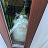 cat, glass_door, reflection, paw, indoor, outdoor, hand, shopping_bag, greenery, wooden_door_frame, curious, fluffy, pet, window, vertical, door, home, animal, looking_out, light