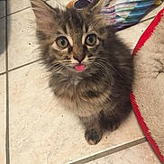 Fluffy is registered to the contest to win money with this photo: kitten, cat, fluffy, tongue_out, curious, indoor, tiled_floor, pet, young_cat, animal, cute, feline, small, looking_up, home, domestic, floor, playful, fur, whiskers