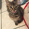 kitten, cat, fluffy, tongue_out, curious, indoor, tiled_floor, pet, young_cat, animal, cute, feline, small, looking_up, home, domestic, floor, playful, fur, whiskers