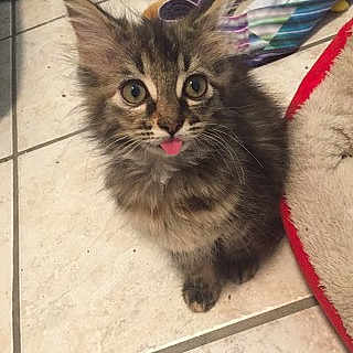 Fluffy is registered to the contest to win money with this photo: kitten, cat, fluffy, tongue_out, curious, indoor, tiled_floor, pet, young_cat, animal, cute, feline, small, looking_up, home, domestic, floor, playful, fur, whiskers