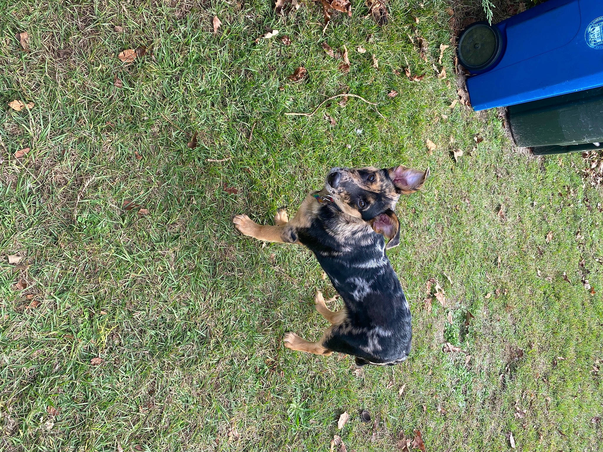 Adonis is registered to the contest to win money with this photo: box, canidae, carnivore, companion_dog, dog, dog_breed, grass, groundcover, huntaway, hunting_dog, lawn, mammal, pet_supply, sporting_group, tail, working_animal, working_dog