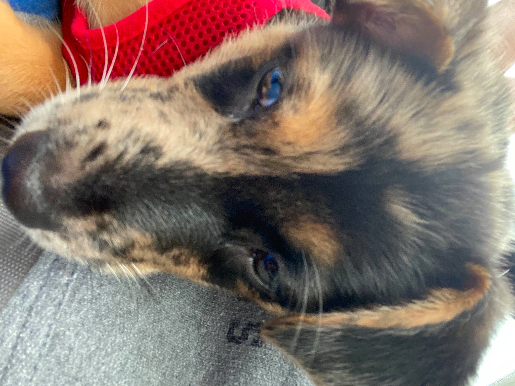 Adonis joined the competition — help win amazing prizes! canidae, carnivore, close_up, collar, companion_dog, dog, dog_breed, dog_collar, fawn, fur, guard_dog, iris, pet_supply, puppy, snout, sporting_group, vertebrate, whiskers, working_animal, working_dog