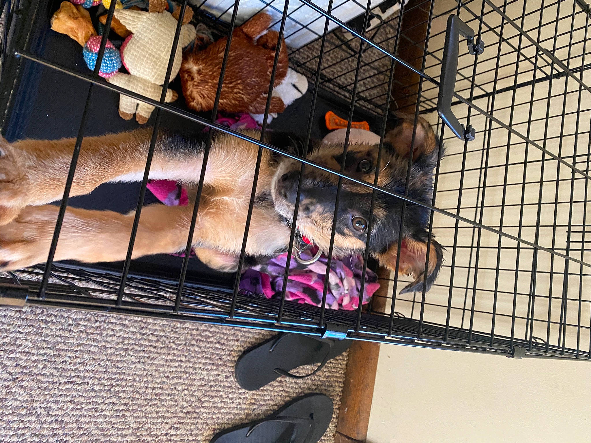 Adonis joined the competition — help win amazing prizes! animal_shelter, cage, canidae, carnivore, companion_dog, dog, dog_breed, dog_crate, dog_supply, fur, kennel, liver, mesh, pet_supply, puppy, snout, sporting_group, terrier, toy_dog, vertebrate