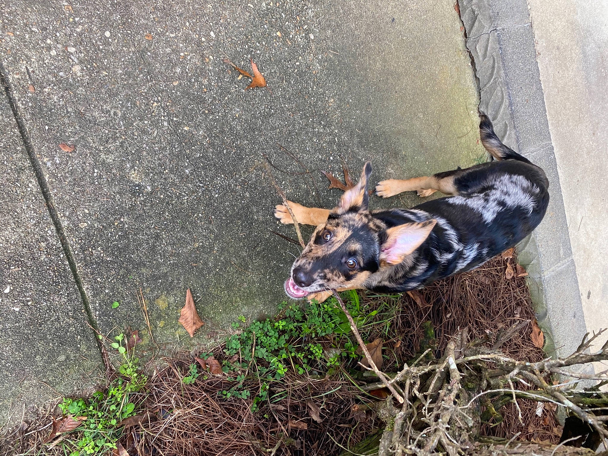 Adonis joined the competition — help win amazing prizes! asphalt, canidae, collar, concrete, dog, dog_breed, hunting_dog, pack_animal, road_surface, snout, sporting_group, tar, terrestrial_animal, working_animal, working_dog