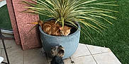 Maquis participe au concours pour gagner de l'argent avec cette photo : animal, canine, cat, dog, dogbed, indoors, interiordesign, jar, nature, outdoors, palmtree, pet, plant, planter, pottedplant, pottery, puppy, tree, vase, yard