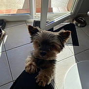 Maquis a rejoint le concours — aidez-le/la à gagner de superbes lots ! affenpinscher, animal, canine, clothing, couch, dog, door, footwear, furniture, indoors, interiordesign, person, pet, puppy, shoe, slate, terrier, tile, whitedog, window