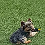affenpinscher, animal, ball, canine, dog, field, football, grass, grassland, lawn, nature, pet, plant, puppy, soccer, soccerball, sport, tennis, tennisball, terrier