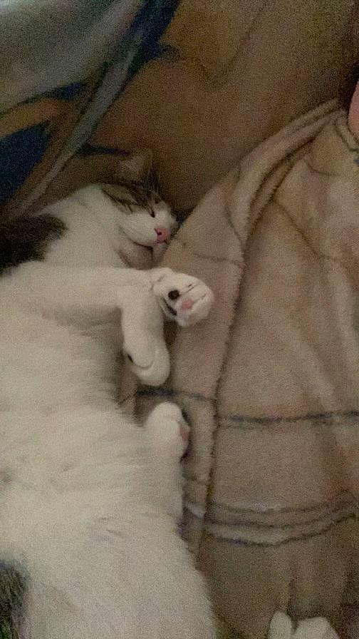 Bubby joined the competition — help win amazing prizes! carnivore, cat, claw, comfort, domestic_short_haired_cat, fawn, felidae, fur, pattern, paw, sleeve, small_to_medium_sized_cats, tail, terrestrial_animal, whiskers, wool