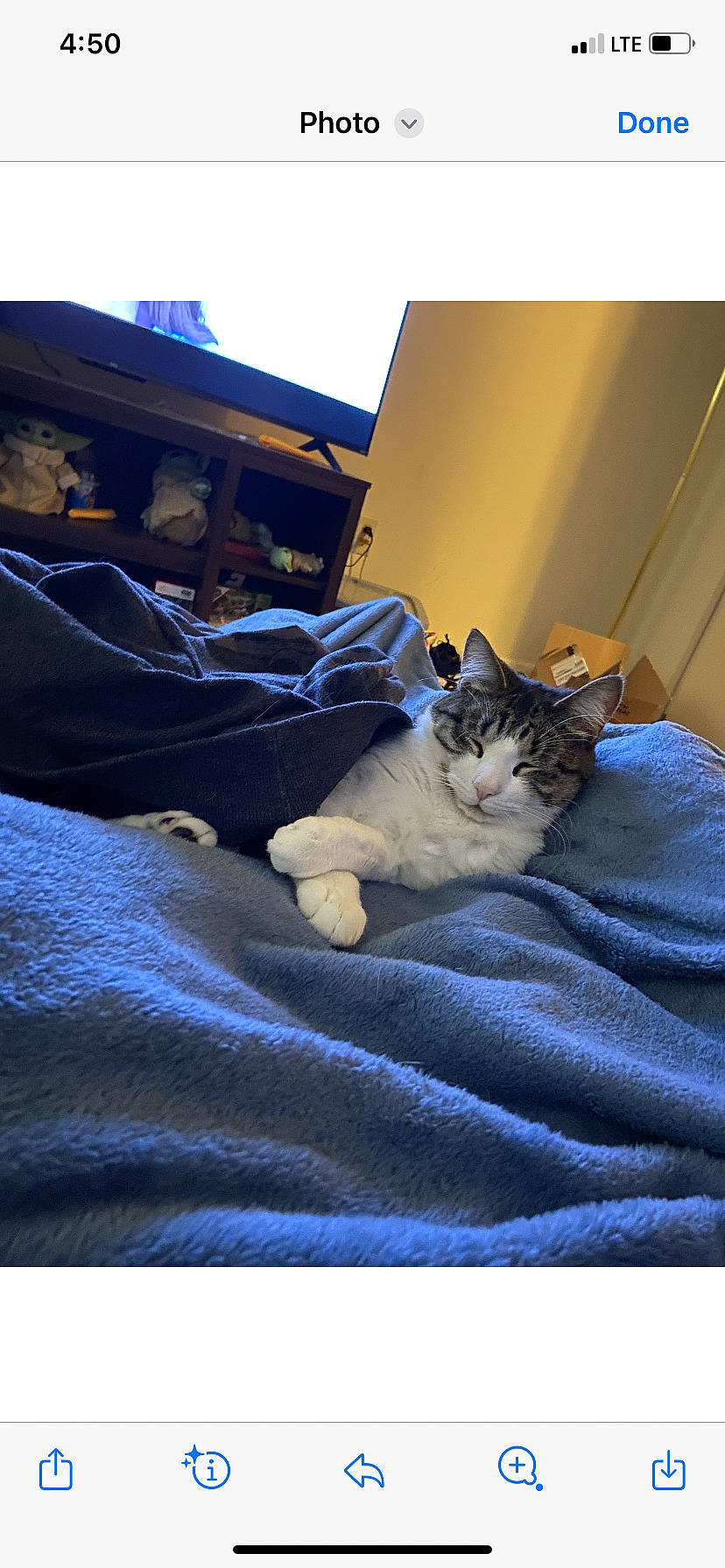 Bubby is registered to the contest to win money with this photo: bed, bedding, carnivore, cat, comfort, domestic_short_haired_cat, electric_blue, felidae, flooring, grey, hardwood, linens, purple, room, small_to_medium_sized_cats, snapshot, textile, tints_and_shades, whiskers, wood