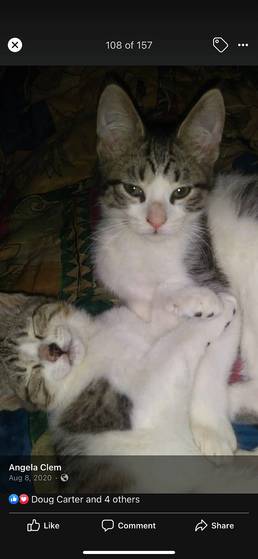 Bubby joined the competition — help win amazing prizes! carnivore, cat, claw, comfort, felidae, fur, natural_material, paw, small_to_medium_sized_cats, whiskers