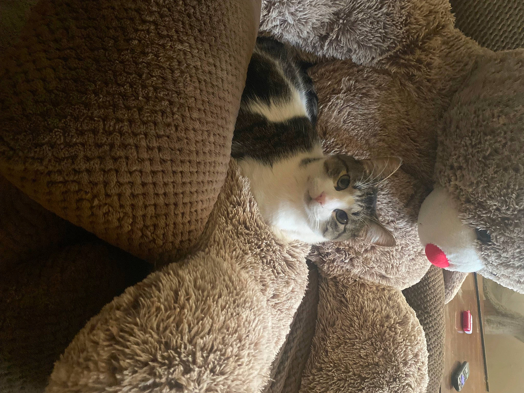 Bubby is registered to the contest to win money with this photo: comfort, domestic_short_haired_cat, fawn, felidae, fur, grey, nap, small_to_medium_sized_cats, snout, stuffed_toy, tail, terrestrial_animal, toy, whiskers, wool