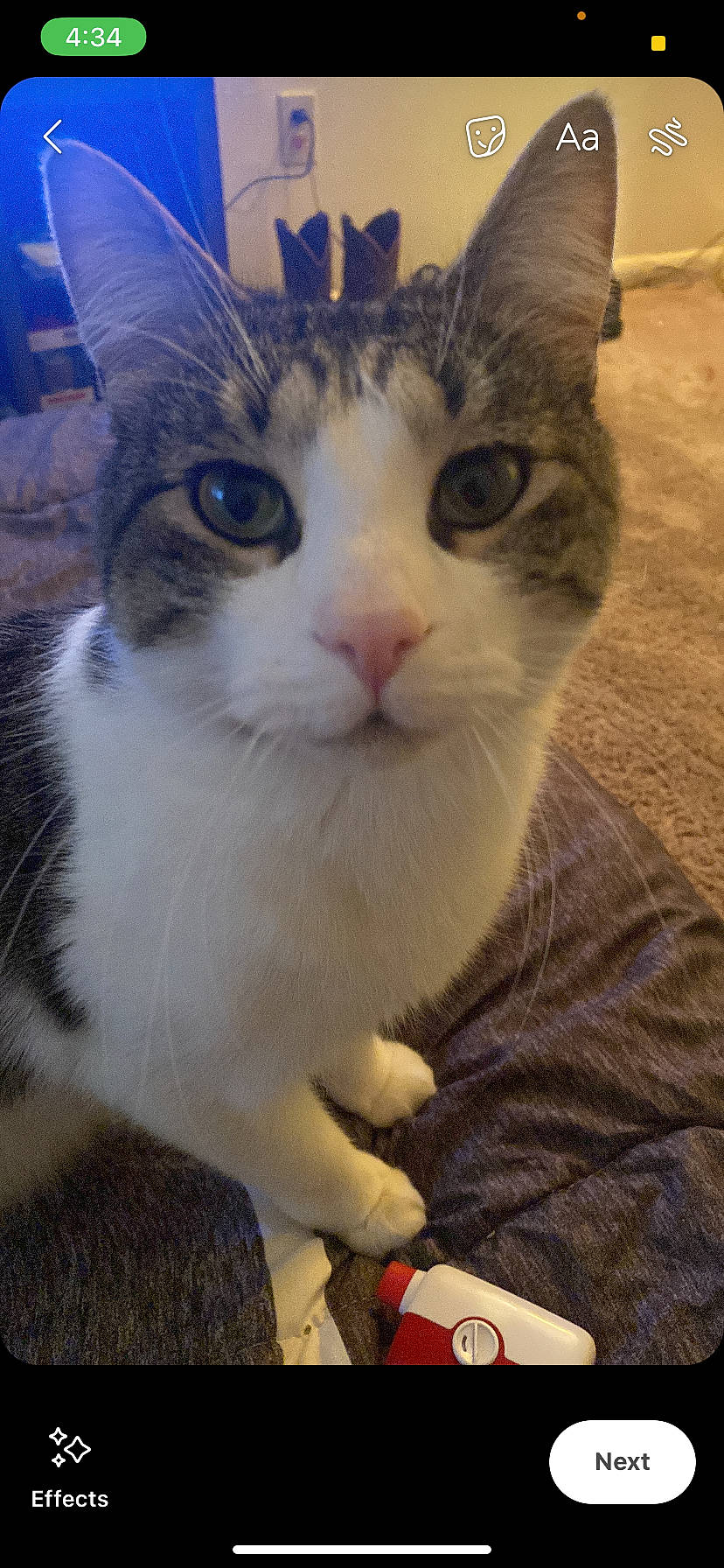 Bubby joined the competition — help win amazing prizes! carnivore, cat, comfort, communication_device, domestic_short_haired_cat, eye, felidae, fur, grass, mobile_phone, paw, portable_communications_device, small_to_medium_sized_cats, snout, telephone, tree, whiskers, window