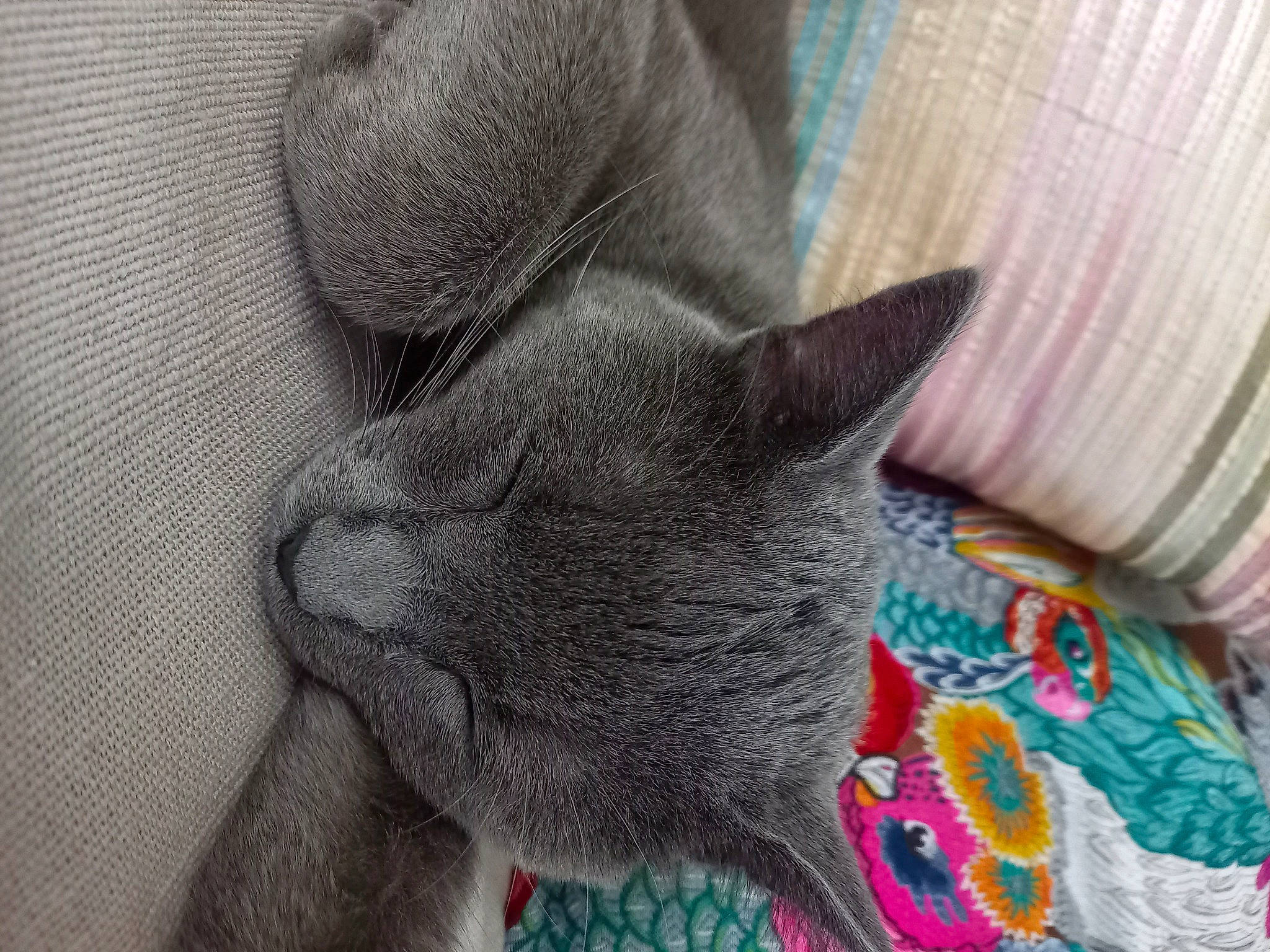 Baloo participe au concours pour gagner de l'argent avec cette photo : carnivore, cat, cat_supply, claw, comfort, domestic_short_haired_cat, ear, fawn, felidae, fur, grey, nap, pattern, russian_blue, small_to_medium_sized_cats, snout, tail, terrestrial_animal, whiskers, wool