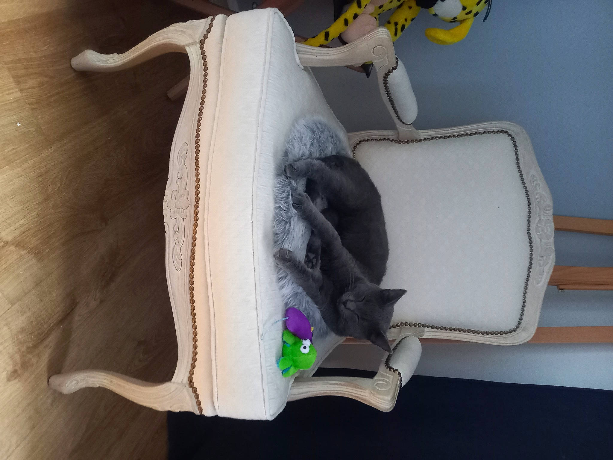 Baloo a rejoint le concours — aidez-le/la à gagner de superbes lots ! baby_products, baby_toys, bag, bicycle_handlebar, clothes_hanger, comfort, couch, fashion_accessory, fur, grey, linens, luggage_and_bags, pet_supply, room, shelf, shoe, small_to_medium_sized_cats, stuffed_toy, toy, wood