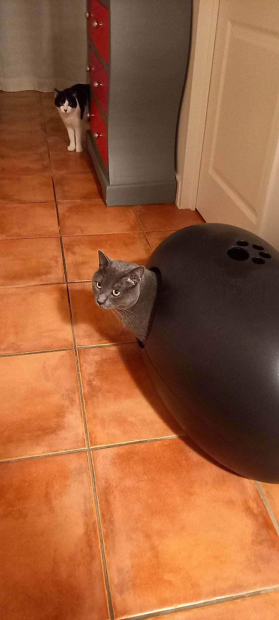 Baloo participe au concours pour gagner de l'argent avec cette photo : brown, cat, door, felidae, floor, flooring, gas, hardwood, helmet, laminate_flooring, metal, plywood, room, small_to_medium_sized_cats, tail, tile_flooring, varnish, whiskers, wood, wood_flooring