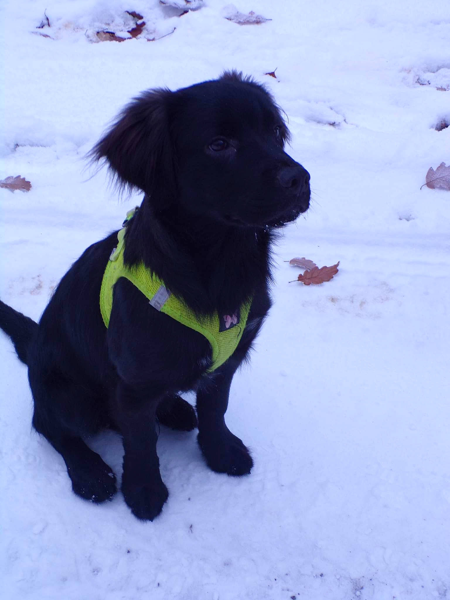 Touny participe au concours pour gagner de l'argent avec cette photo : borador, canidae, carnivore, collar, companion_dog, dog, dog_breed, dog_collar, dog_supply, freezing, fur, gun_dog, leash, pet_supply, retriever, snout, snow, tail, winter, working_animal