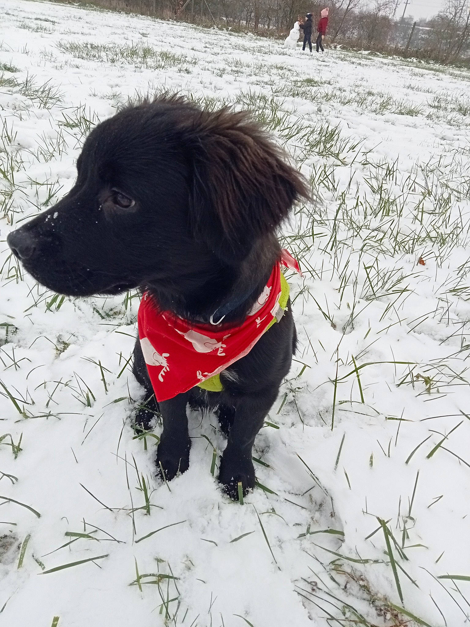 Touny a rejoint le concours — aidez-le/la à gagner de superbes lots ! borador, canidae, carnivore, collar, companion_dog, dog, dog_breed, dog_collar, dog_supply, fur, gun_dog, leash, liver, plant, snout, snow, sporting_group, tail, winter, working_animal