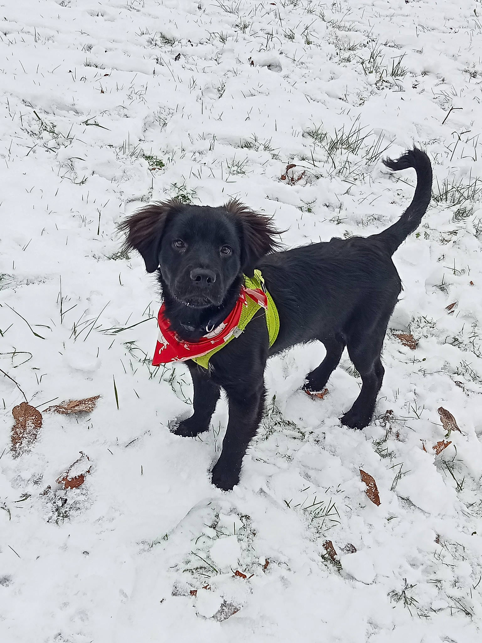 Touny participe au concours pour gagner de l'argent avec cette photo : carnivore, collar, companion_dog, dog, dog_breed, dog_collar, dog_supply, freezing, guard_dog, gun_dog, labrador_retriever, leash, pet_supply, retriever, snow, sporting_group, tail, whiskers, winter, working_animal