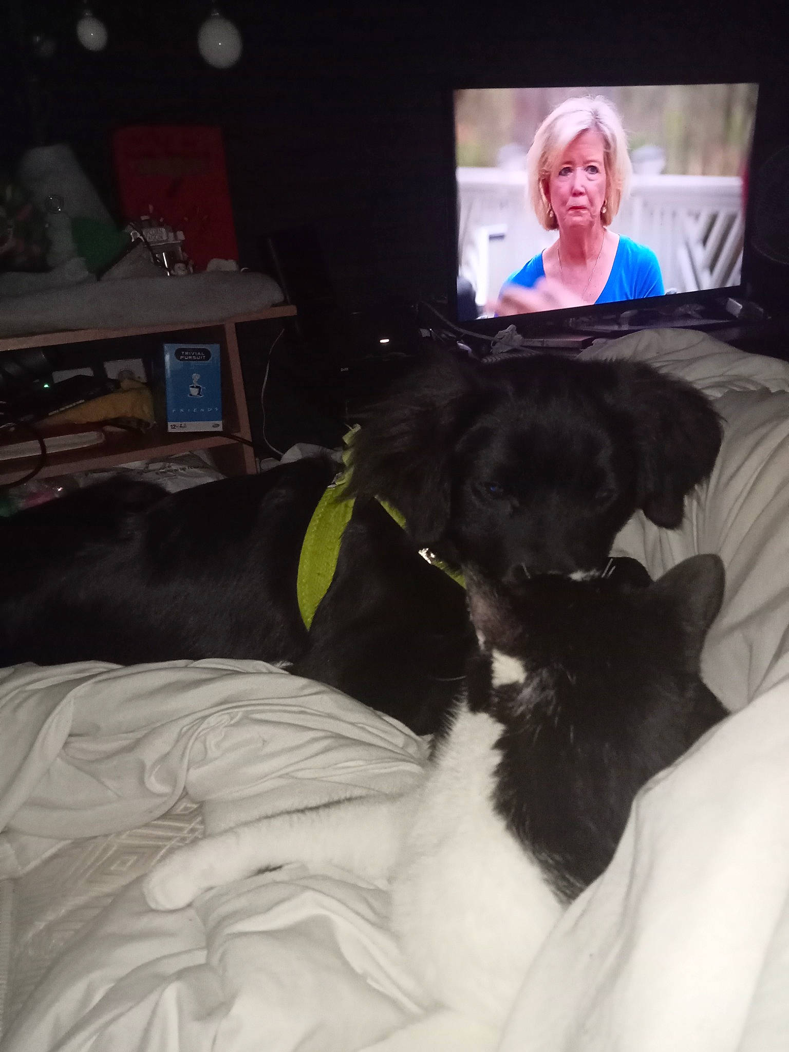 Touny participe au concours pour gagner de l'argent avec cette photo : bed, canidae, carnivore, chair, comfort, companion_dog, couch, dog, dog_breed, event, fun, fur, linens, room, sporting_group, tail, television, television_set, whiskers, working_animal