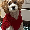 animal, brown_fur, carpet, cozy, curly_fur, cute, dog, furniture, head_tilt, holiday_decor, indoor, patterned_rug, pet, phone_screenshot, portrait, red_sweater, sitting, small_dog, wall, white_fur