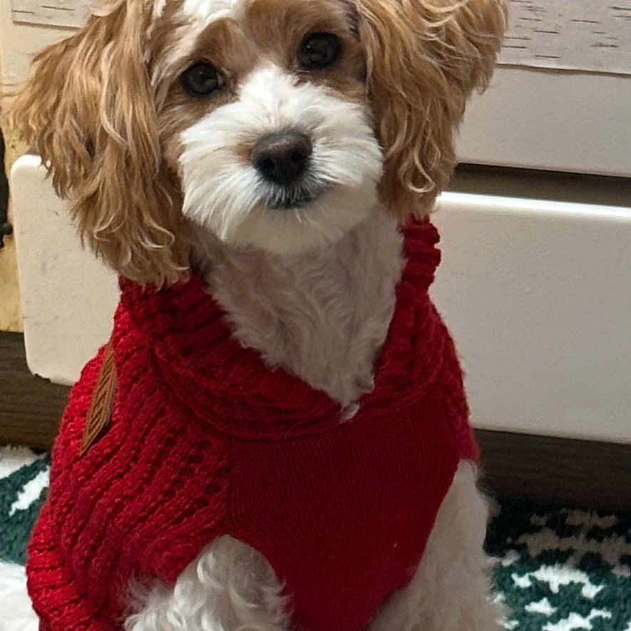 Hazel