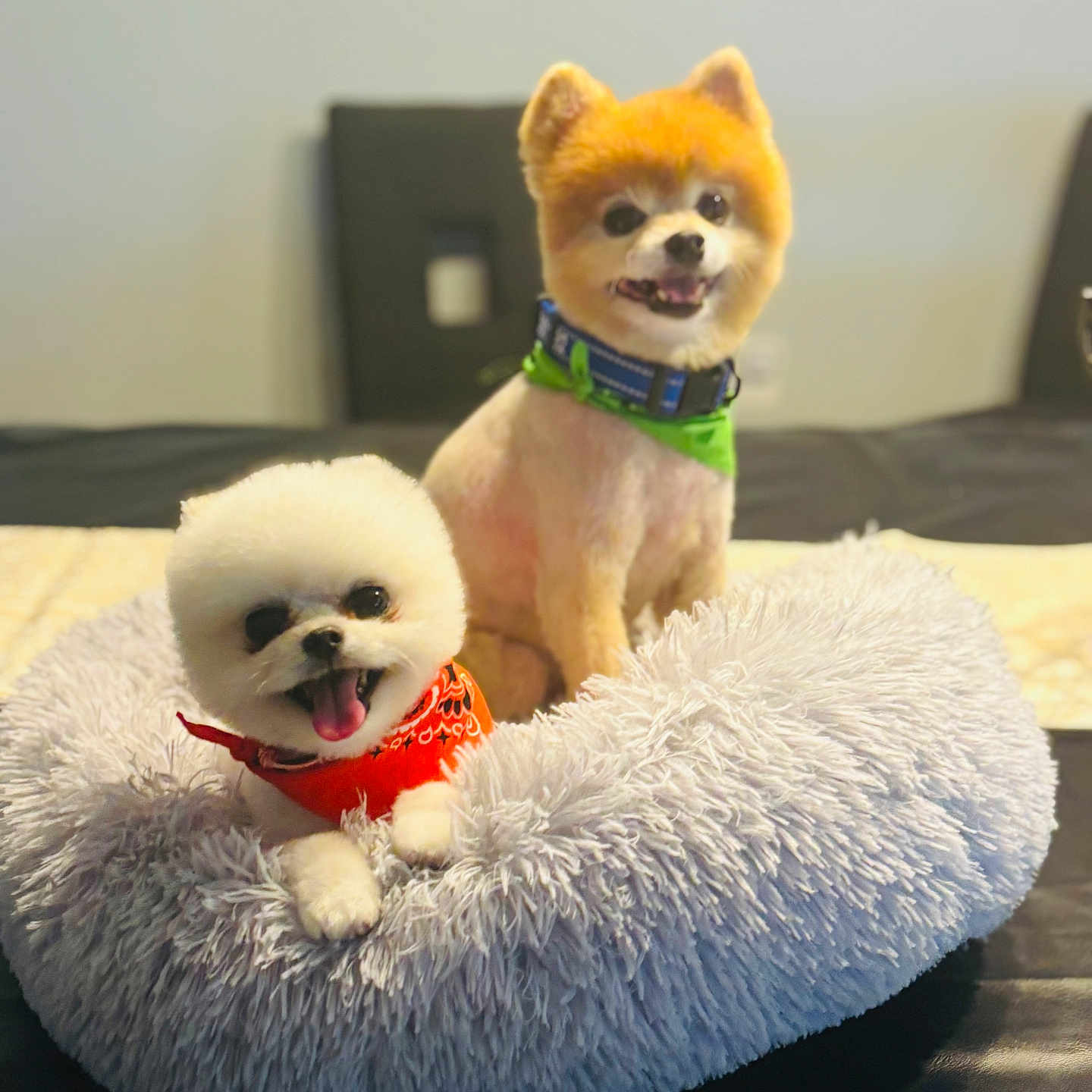 Papi And Teddy joined the competition — help win amazing prizes! animal, bandana, chair, collar, companion, cozy, cute, dog, domestic_animal, fluffy, fur, happy, indoor, pet_bed, portrait, puppy, small_dog, smiling, table, two_dogs