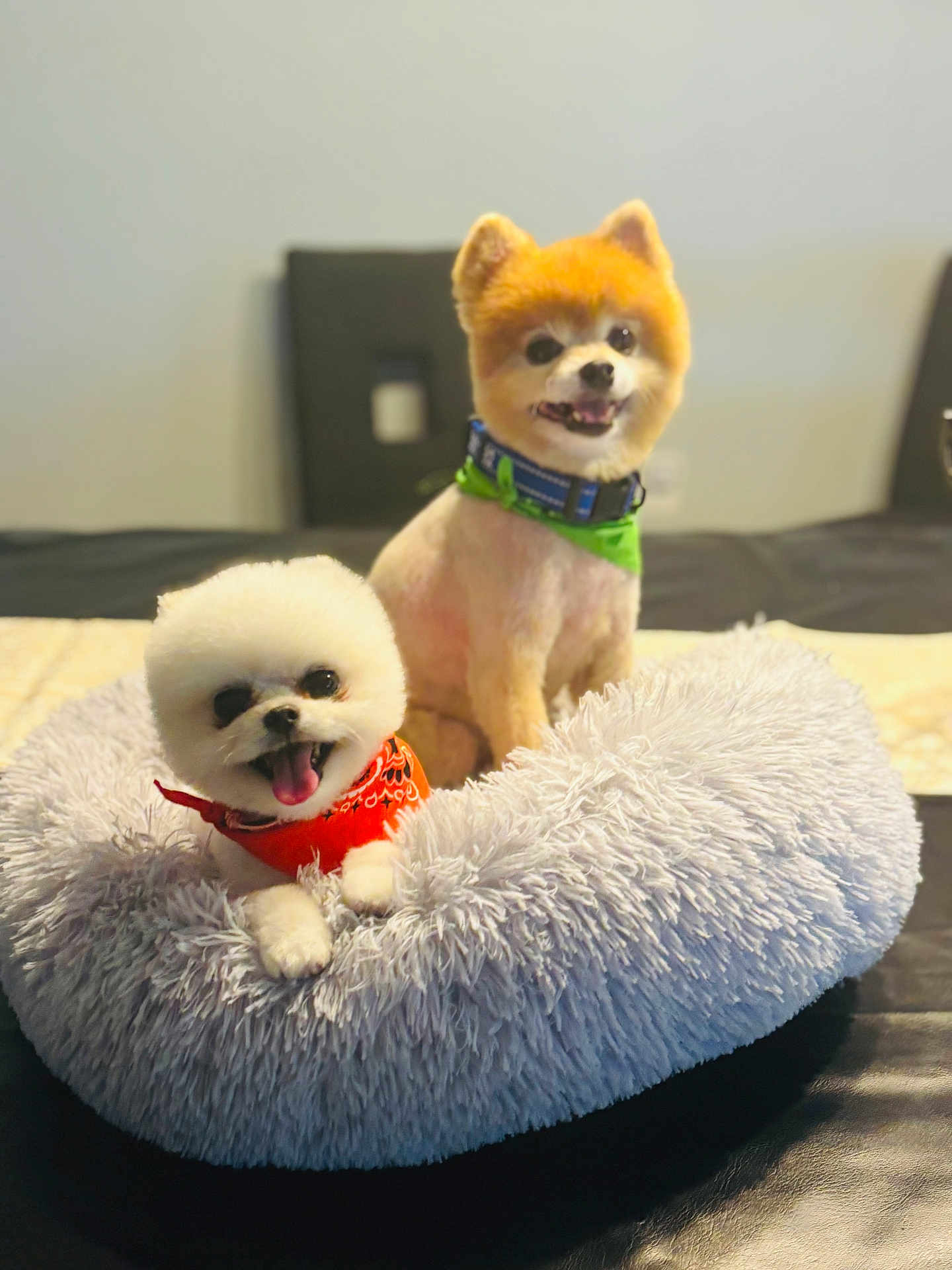 Papi And Teddy joined the competition — help win amazing prizes! animal, bandana, chair, collar, companion, cozy, cute, dog, domestic_animal, fluffy, fur, happy, indoor, pet_bed, portrait, puppy, small_dog, smiling, table, two_dogs
