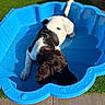 puppy, dog, black_and_white, wet, kiddie_pool, water, backyard, outdoor, grass, patio, sunlight, playful, swimming, pet, animal, brown_fur, black_fur, white_fur, collar, summer