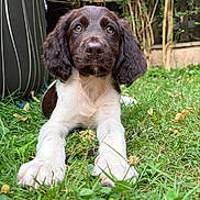 Bodji a rejoint le concours — aidez-le/la à gagner de superbes lots ! puppy, dog, brown_and_white, floppy_ears, long_ears, wide_eyes, grass, garden, outdoors, portrait, closeup, lying_down, paws, fur, pet, canine, adorable, nature, backyard, photography