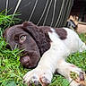 Bodji a rejoint le concours — aidez-le/la à gagner de superbes lots ! dog, puppy, brown_and_white, grass, outdoor, lying_down, close_up, portrait, floppy_ears, paw, fur, nose, eye, relaxed, cute, garden, plant, chair, lawn, animal