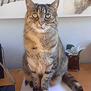 Caline participe au concours pour gagner de l'argent avec cette photo : abyssinian, angora, animal, architecture, cat, desk, diningtable, egyptiancat, flower, furniture, indoors, kitten, manx, pet, plant, plywood, pottedplant, table, text, wood