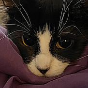 Poppy is registered to the contest to win money with this photo: cat, black_and_white, whiskers, close_up, face, eyes, fur, pet, animal, blanket, purple, cozy, snuggling, cute, indoor, soft, relaxed, portrait, whisker, feline