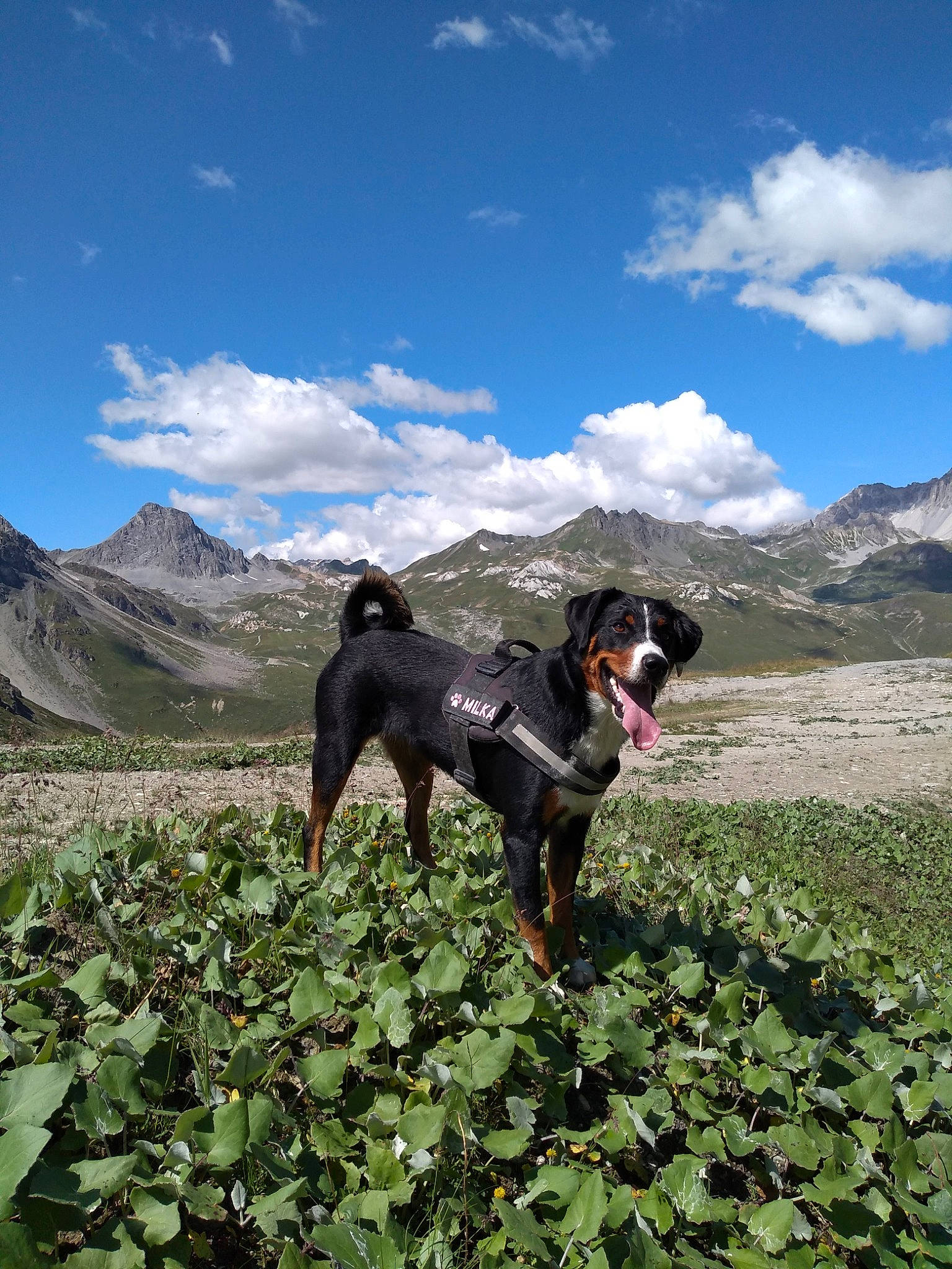 Milka a rejoint le concours — aidez-le/la à gagner de superbes lots ! adventure, appenzeller_sennenhund, bluetick_coonhound, canidae, carnivore, dog, dog_breed, entlebucher_mountain_dog, hill, hound, hunting_dog, mammal, montenegrin_mountain_hound, mountain, sporting_group, vertebrate, working_dog